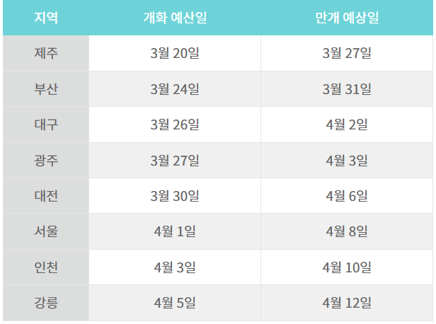 벚꽃개화시기