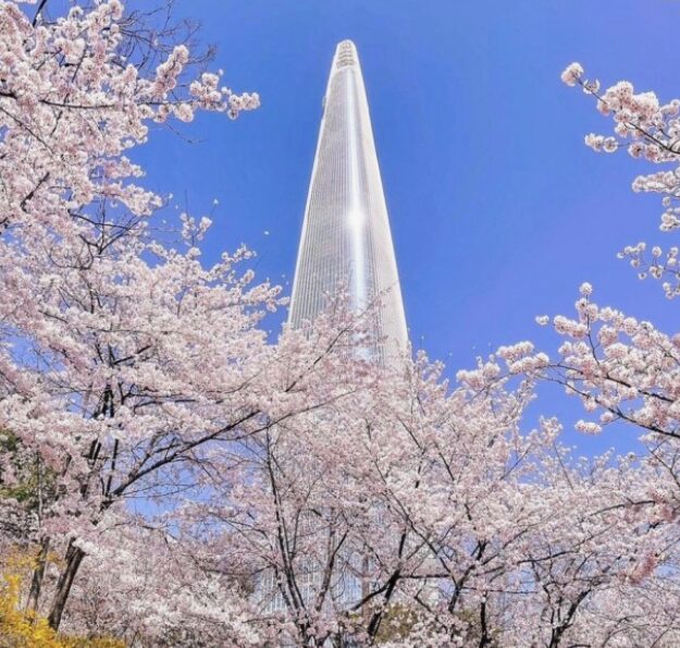 석촌호수벚꽃축재