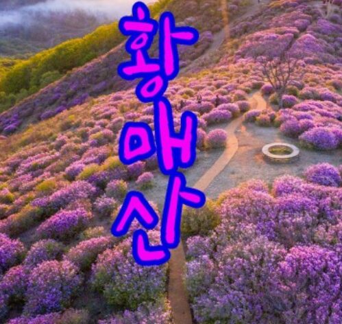 진달래명소